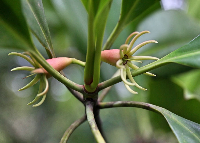 Australian Coastal Plants Rhizopheraceae